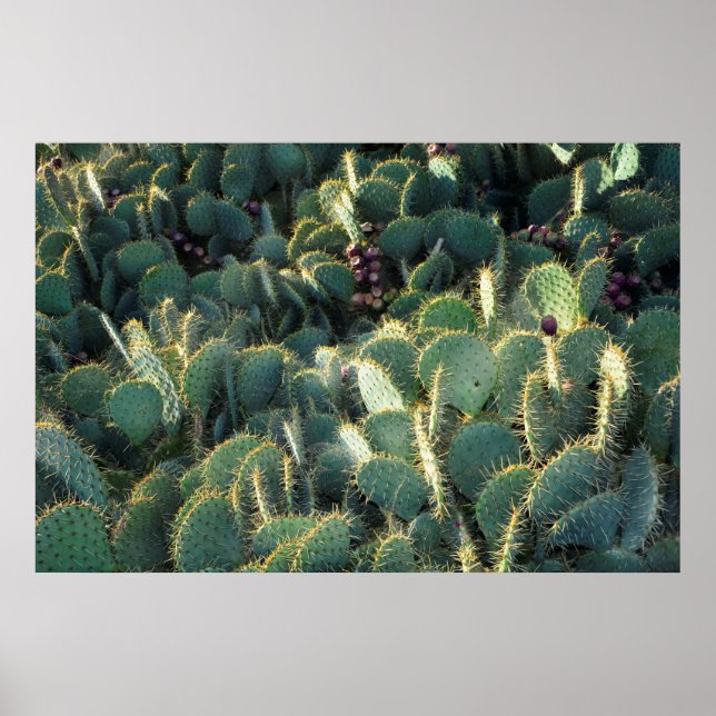 Póster Cactus espinosos (Frente)