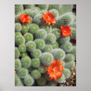Póster Cactus Flowers