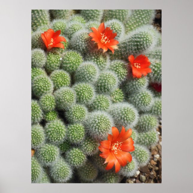 Póster Cactus Flowers (Frente)