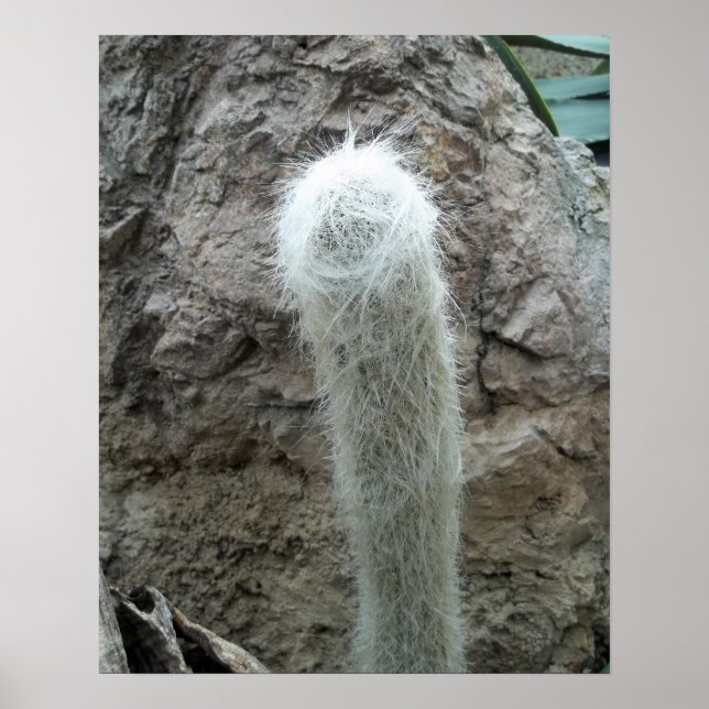 Póster Cactus Foto México Cacti Suroeste (Frente)