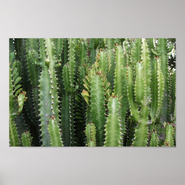 Póster Cactus Garden (Frente)