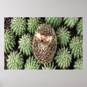 Póster Cactus Garden Poster
