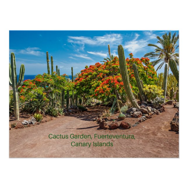 Póster Cactus Garen, Fuerteventura, Islas Canarias, (Anverso)