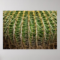 Cactus Golden Barrel