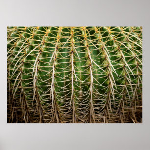 Póster Cactus Golden Barrel