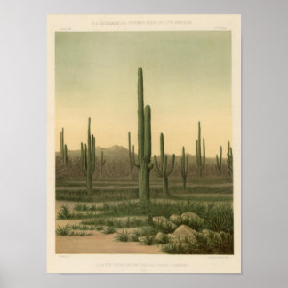 Póster Cactus grove, Arizona