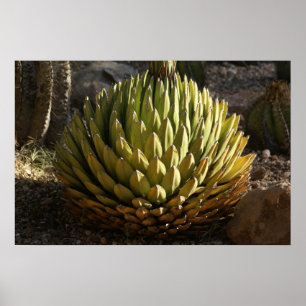 Póster Cactus in Morning Light