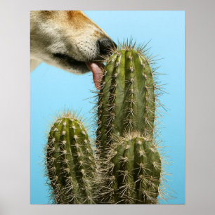 Póster Cactus lamiendo perro, de primer plano