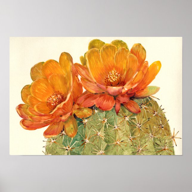 Póster Cactus Naranja Blossoms (Frente)