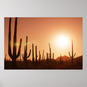 Póster Cactus On Desert
