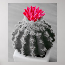 Póster Cactus Plant Black White Photo Con Flor Rosa