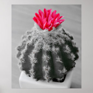 Póster Cactus Plant Black White Photo Con Flor Rosa