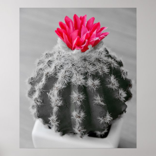 Póster Cactus Plant Black White Photo Con Flor Rosa (Frente)