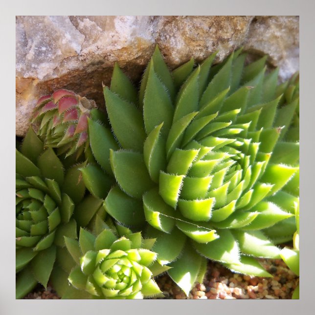 Póster Cactus Poster (Frente)