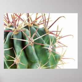 Póster Cactus Poster