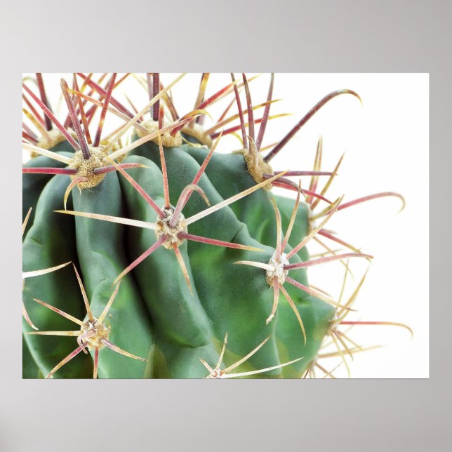 Póster Cactus Poster (Frente)