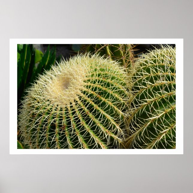 Póster Cactus Poster (Frente)