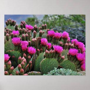 Póster Cactus prickle Pear en Bloom Santa Fe NM