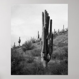 Póster Cactus Saguaro 16x20 negro y blanco grueso