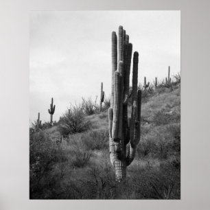 Póster Cactus Saguaro 16x20 negro y blanco grueso