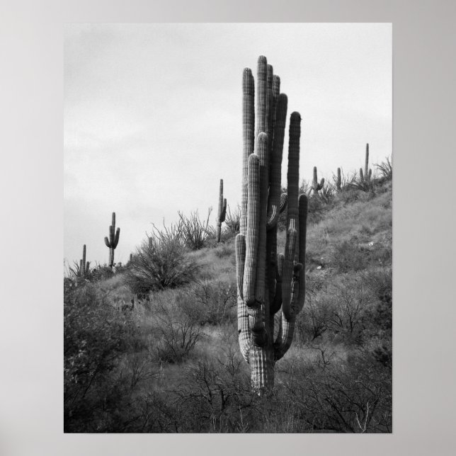 Póster Cactus Saguaro 16x20 negro y blanco grueso (Frente)
