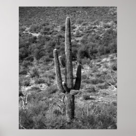 Póster Cactus Saguaro blanco y negro en Sagebrush 16x20