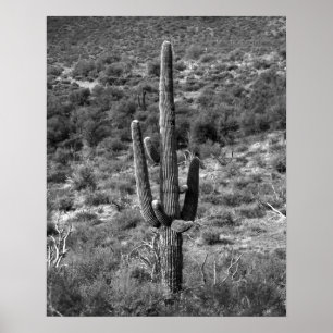 Póster Cactus Saguaro blanco y negro en Sagebrush 16x20