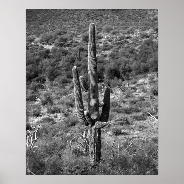 Póster Cactus Saguaro blanco y negro en Sagebrush 16x20 (Frente)