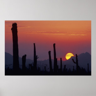 Póster Cactus Saguaro Carnegiea gigantea), Atardecer,