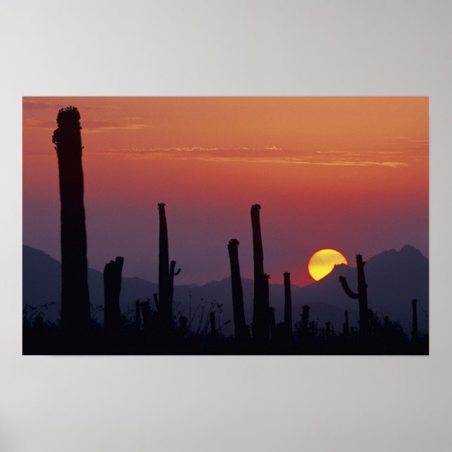Póster Cactus Saguaro Carnegiea gigantea), Atardecer, (Frente)