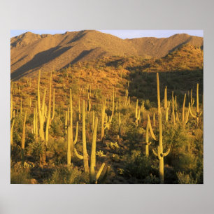 Póster Cactus saguaro en el Parque Nacional Saguaro cerca