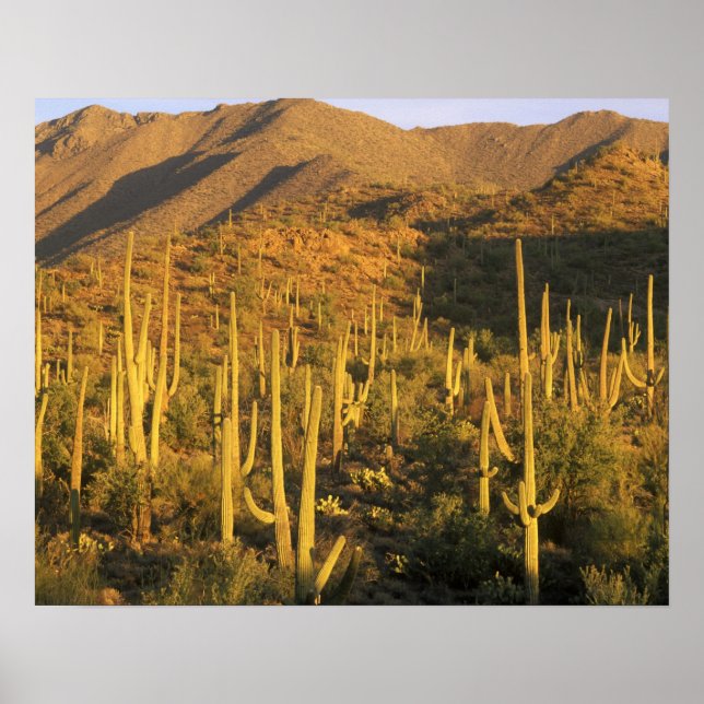 Póster Cactus saguaro en el Parque Nacional Saguaro cerca (Frente)