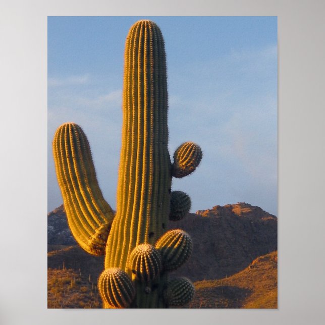 Póster Cactus Saguaro Iluminado por el Sol (Frente)