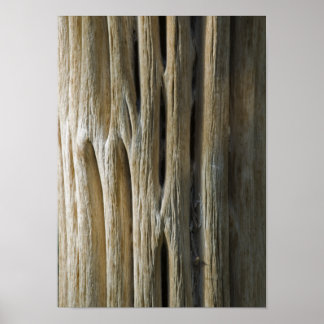 Póster Cactus Skeleton