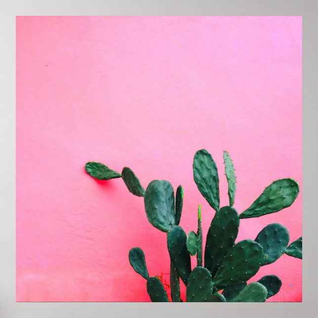 Póster Cactus sobre fondo rosa (Frente)