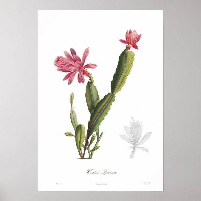 Póster Cactus speciosus (Frente)