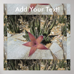 Póster Cactus Starfish Gigante