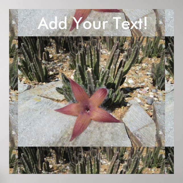 Póster Cactus Starfish Gigante (Frente)