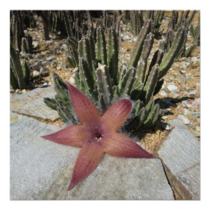 Póster Cactus Starfish Gigante