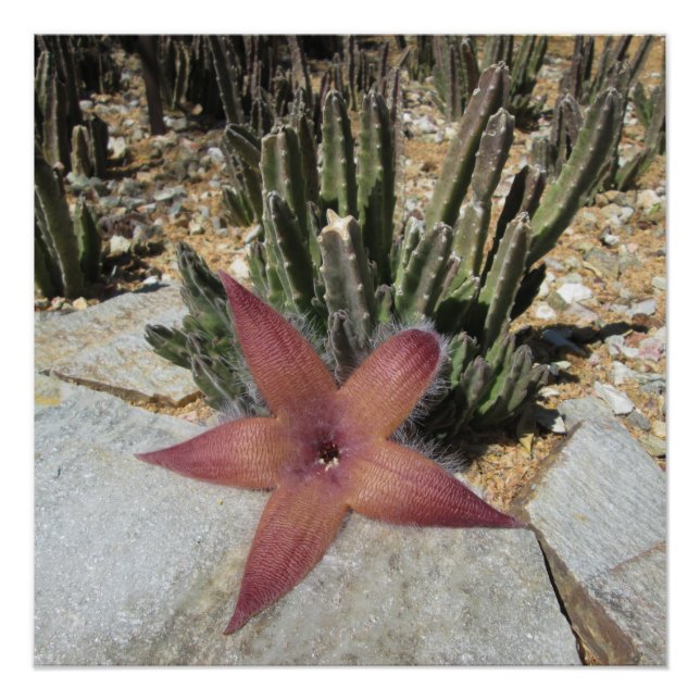 Póster Cactus Starfish Gigante (Anverso)