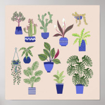 Cactus Succulum Houseplant Pink