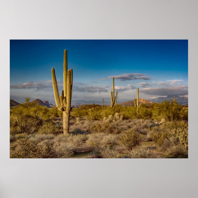 Póster Cactus Sunset en Arizona (Frente)