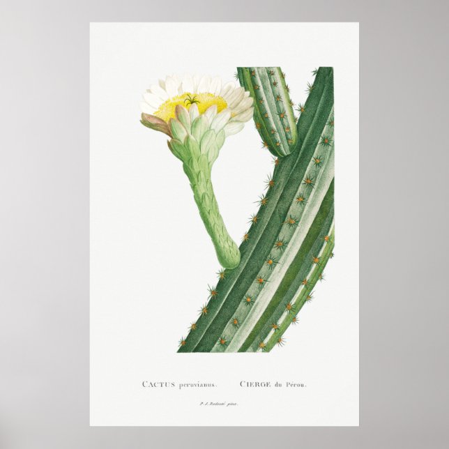 Póster Cactus vintage/Ilustracion suculento (Frente)