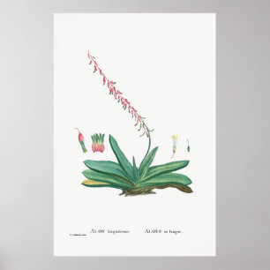 Póster Cactus vintage/Ilustracion suculento