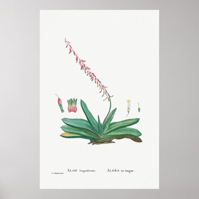Póster Cactus vintage/Ilustracion suculento (Frente)