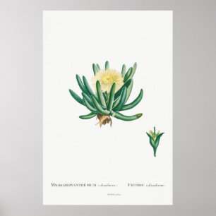 Póster Cactus vintage/Ilustracion suculento