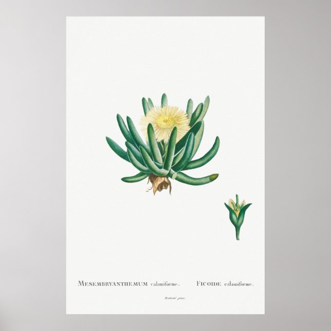 Póster Cactus vintage/Ilustracion suculento (Frente)