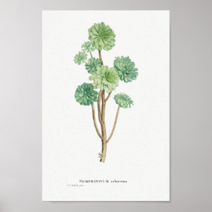 Póster Cactus vintage/Ilustracion suculento
