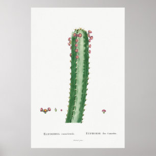 Póster Cactus vintage/Ilustracion suculento