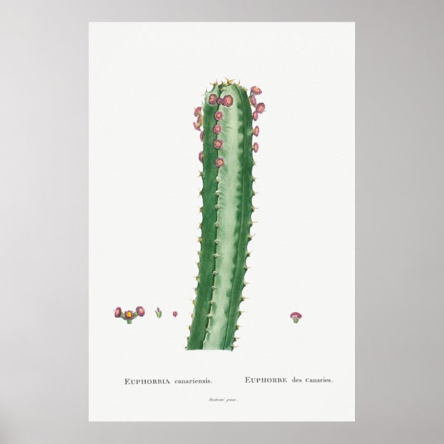 Póster Cactus vintage/Ilustracion suculento (Frente)